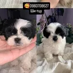 Ши-тцу шукають родини