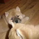 ЧАУ-ЧАУ КОРОТКОШЕРТНЫЙ СМУФ