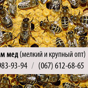 Скупка меда (покупаем мед) крупным и мелким оптом в Донецке
