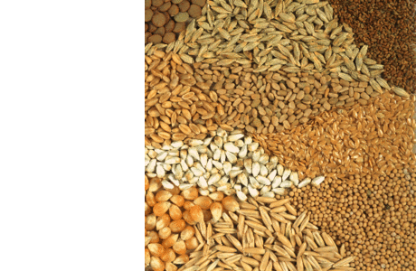  элитные и репродукционные семена озимой пшеницы, ячменя, рапса