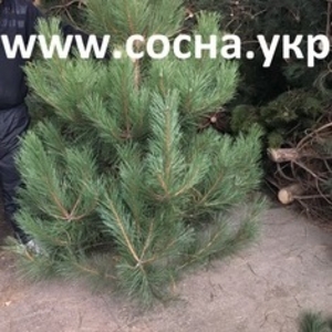 Сосна крымская крымка на елку новогоднюю опт