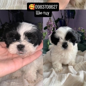 Ши-тцу шукають родини