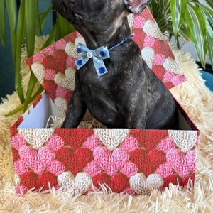 Французькі булочки шукають нову родину