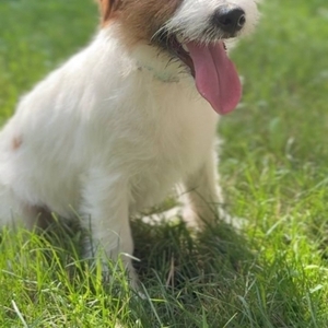 Продається хлопчик Джек Рассел 7 місяців