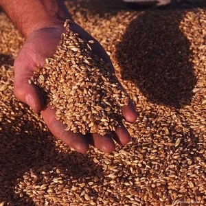 Продажа зерна пшеницы 2-3 класса, 150-15тис.т, новый урожай, без посредни