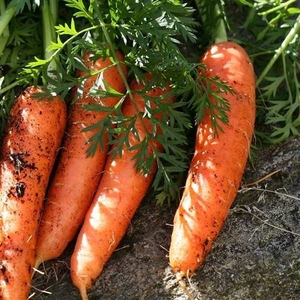 Продам морковь оптом,  от производителя.