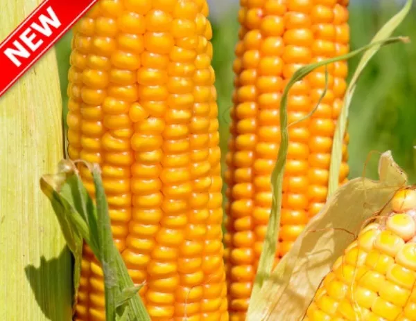 Купить семена подсолнечника и кукурузы 5