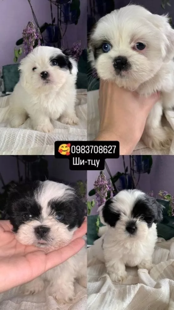Ши-тцу шукають родини