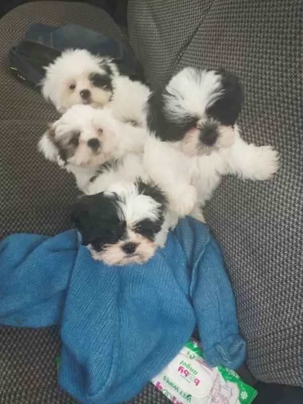 Ши-тцу шукають родини 2