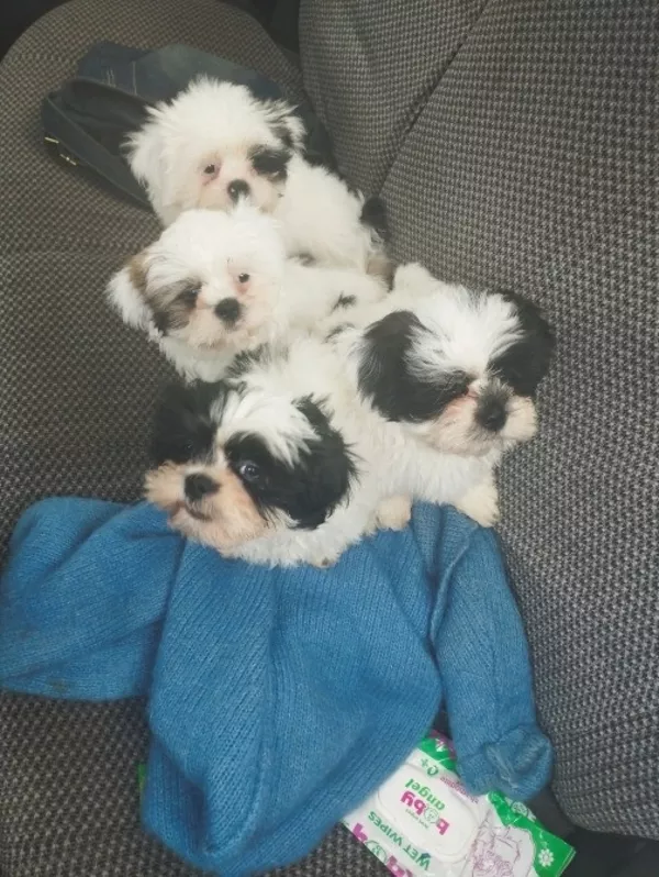 Ши-тцу шукають родини 3