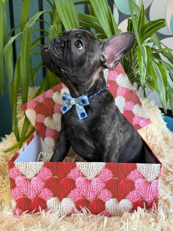 Французькі булочки шукають нову родину