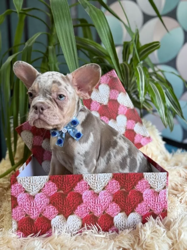 Французькі булочки шукають нову родину 2