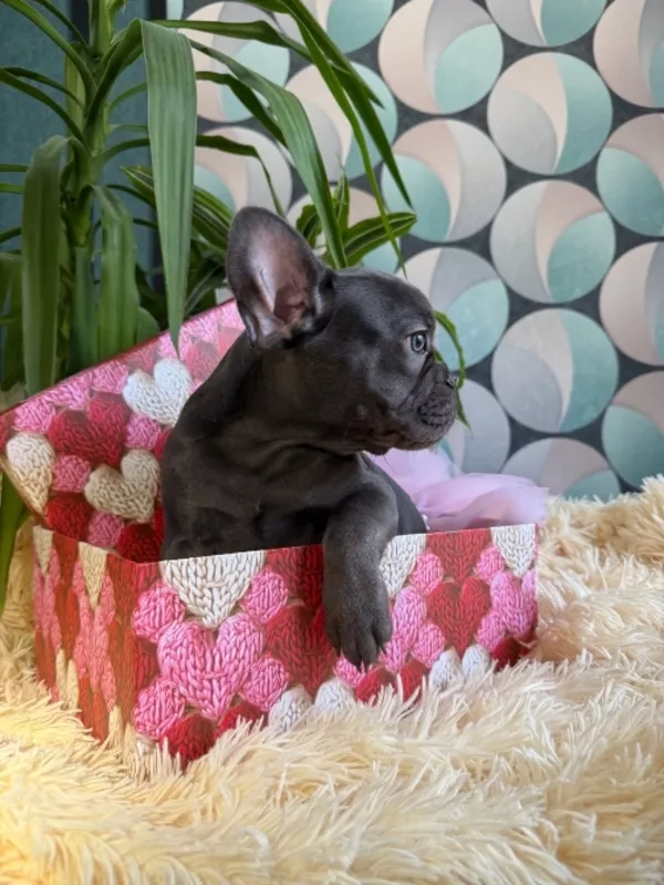 Французькі булочки шукають нову родину 3