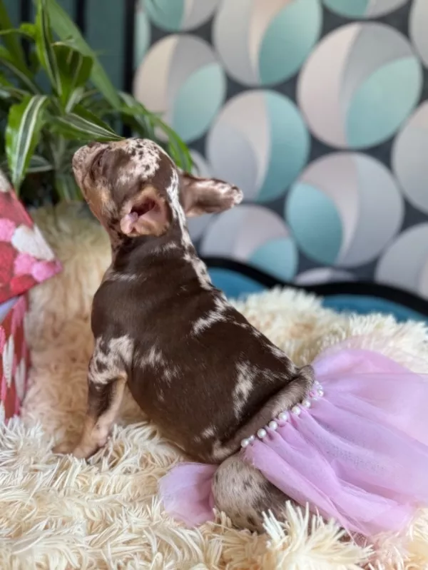 Французькі булочки шукають нову родину 4