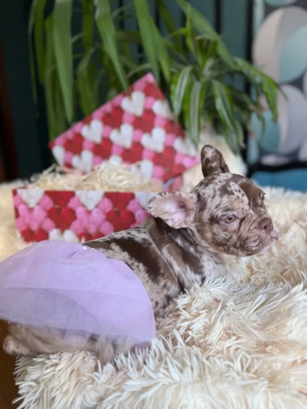 Французькі булочки шукають нову родину 5