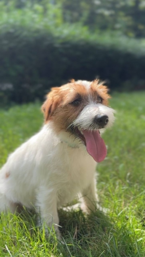 Продається хлопчик Джек Рассел 7 місяців