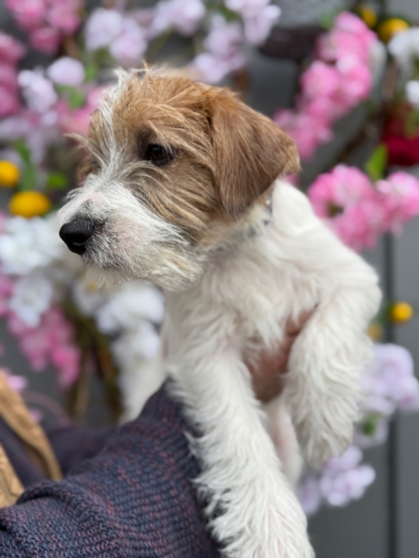 Продається хлопчик Джек Рассел 7 місяців 2