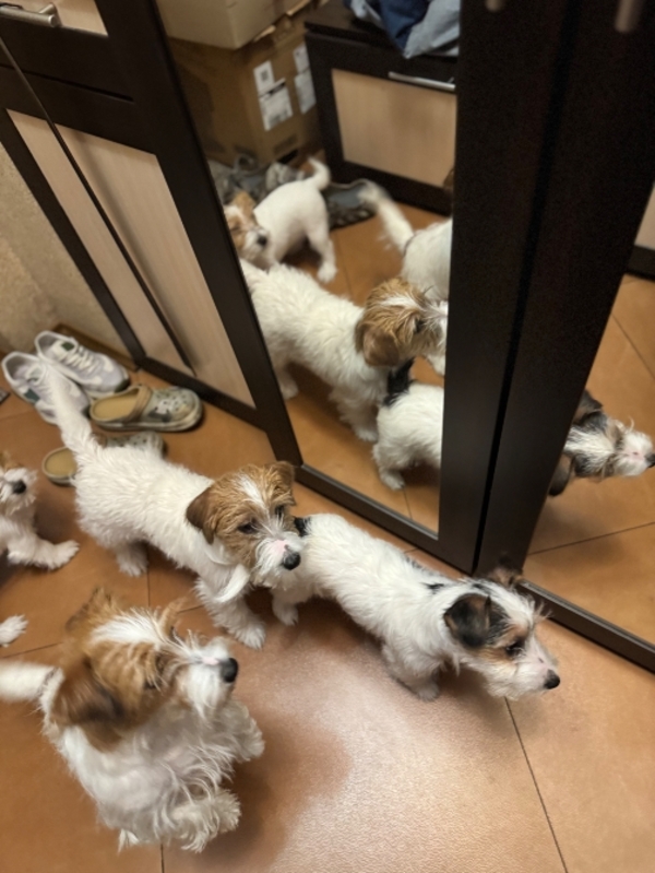 Продається хлопчик Джек Рассел 7 місяців 3